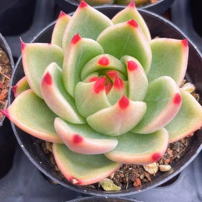 4