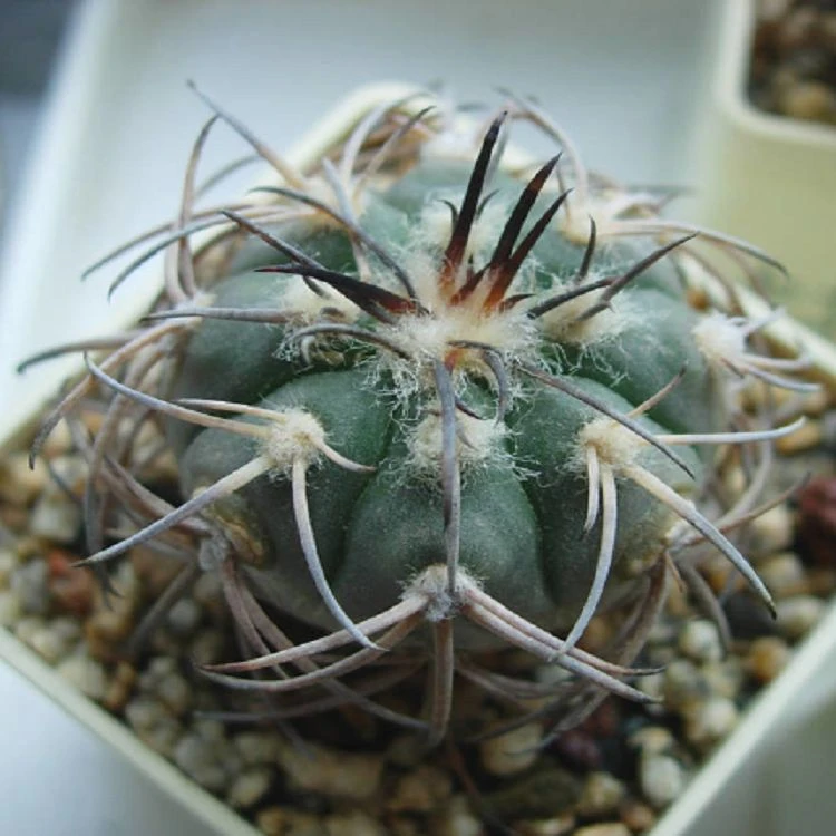 Gymnocalycium Mazanense best