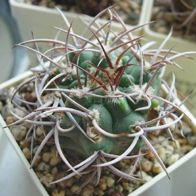 Gymnocalycium Mazanense factory