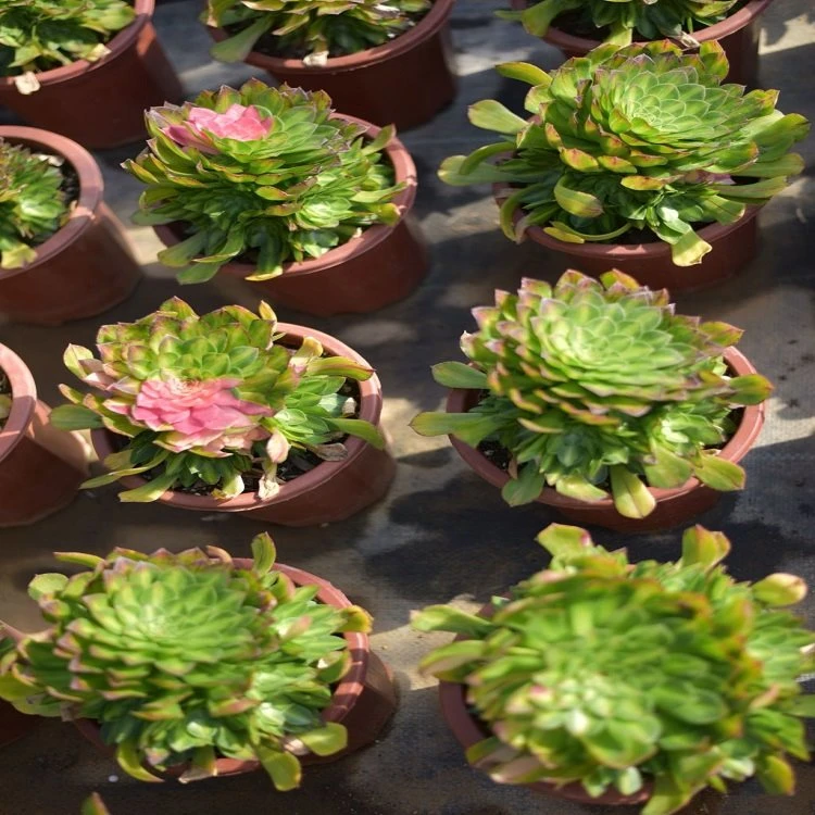 Aeonium Do You Know Single Cut