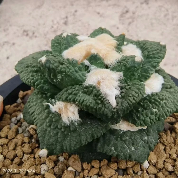 Ariocarpus Fissuratus 'Godzilla' suppliers