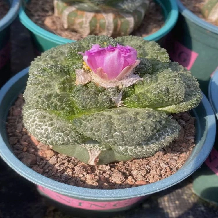 Ariocarpus Fissuratus 'Godzilla' factory