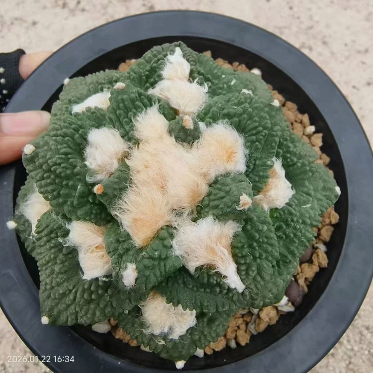 Ariocarpus Fissuratus 'Godzilla'