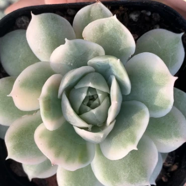 Echeveria Cv. Onslow Wholesale Succulent Plants