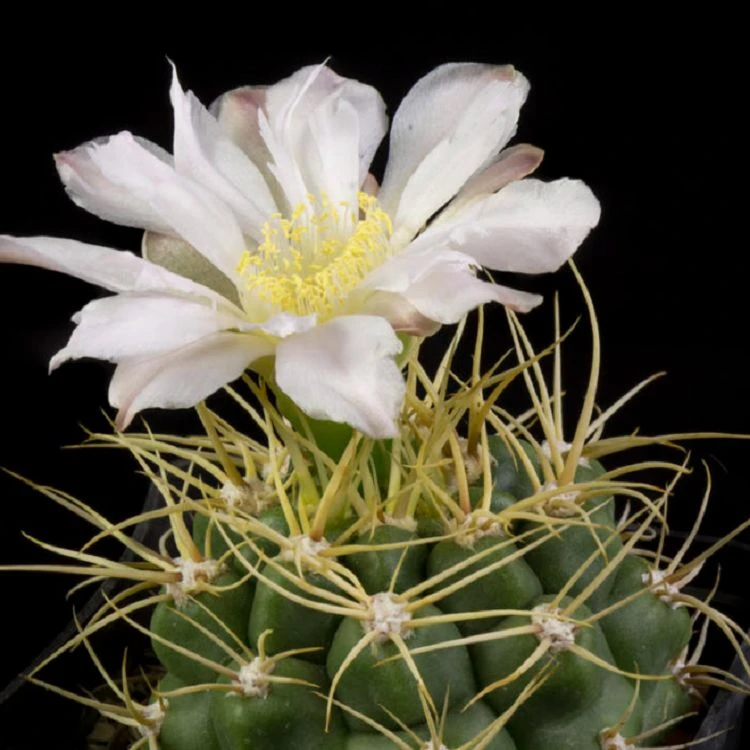 Gymnocalycium Mazanense