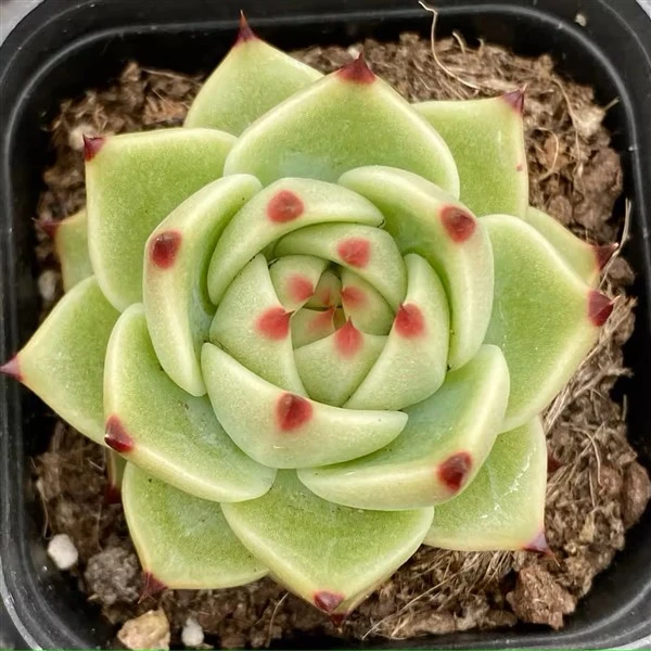 Drac blau Echeveria