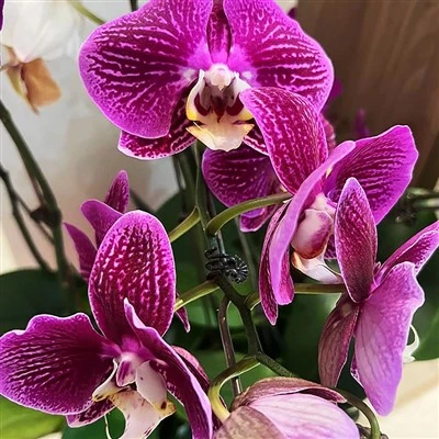 Phalaenopsis Afrodita